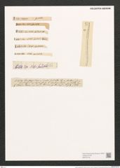 Nitzschia spectabilis (Ehr.) Ralfs. (de-Toni-Nr.: Genus 47, Species 2110) Zeichnungen Sammlung Grunow (NHMW-BOT-W0372145)